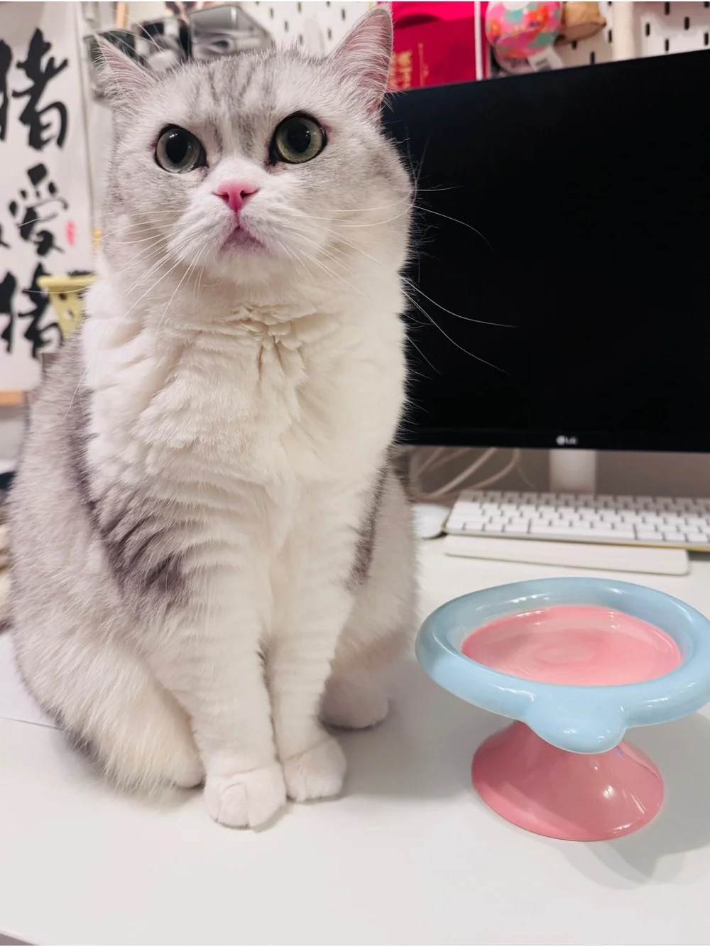 Ceramic Cat Bowl - Blue & Pink